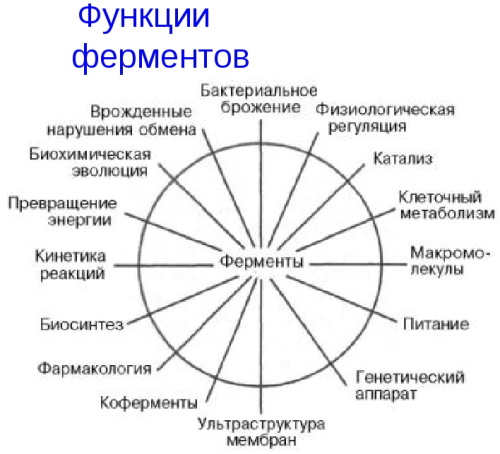 Ферменты в биологии. Что это, классификация, свойства, классы