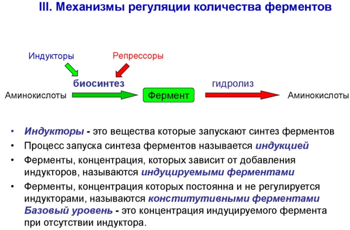 Ферменты в биологии. Что это, классификация, свойства, классы