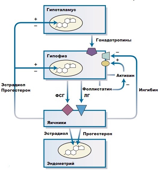 Гонадотропные гормоны гипофиза у женщин, мужчин. Это какие
