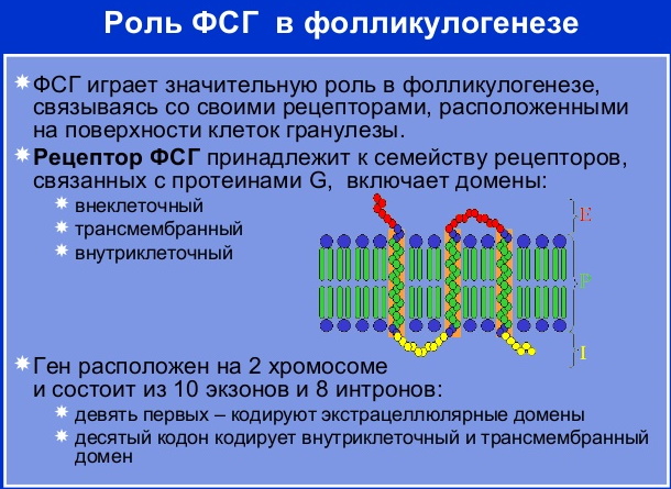 Гонадотропные гормоны гипофиза у женщин, мужчин. Это какие