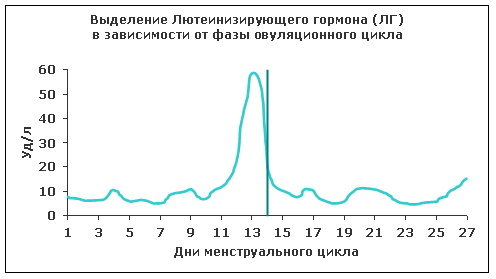 Гонадотропные гормоны гипофиза у женщин, мужчин. Это какие