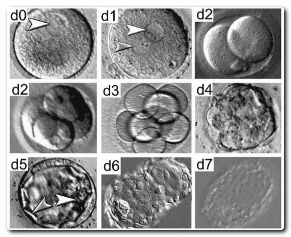Имплантация эмбриона. Признаки, ощущения, день цикла