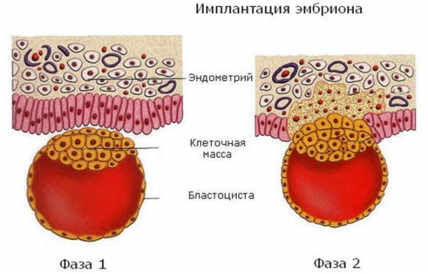 Имплантация эмбриона. Признаки, ощущения, день цикла