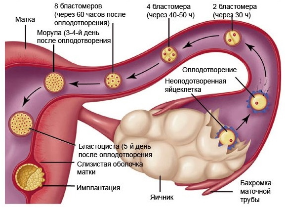 Имплантация эмбриона. Признаки, ощущения, день цикла