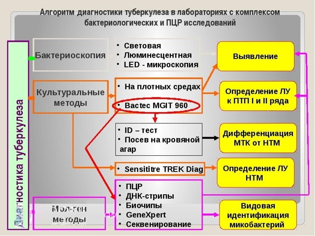 Как провериться на туберкулез взрослому человеку. Анализ по крови, Инвитро, гемотест