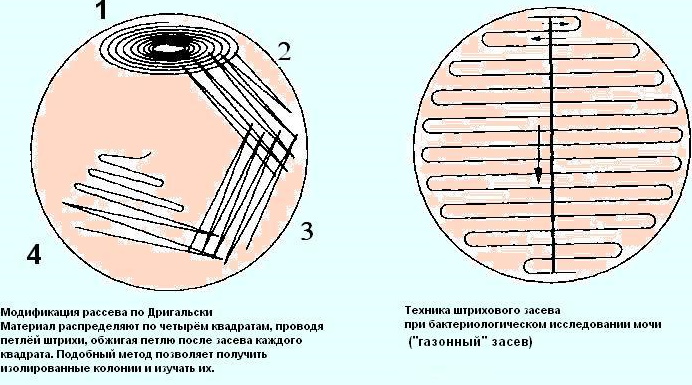 Как провериться на туберкулез взрослому человеку. Анализ по крови, Инвитро, гемотест