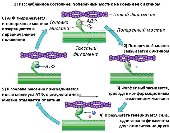 Механизм мышечного сокращения. Физиология, схема