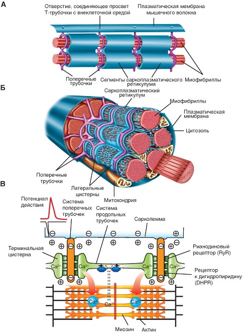 Механизм мышечного сокращения. Физиология, схема