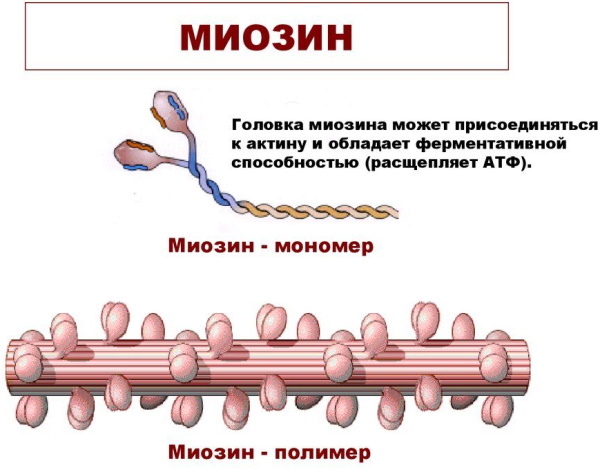 Механизм мышечного сокращения. Физиология, схема