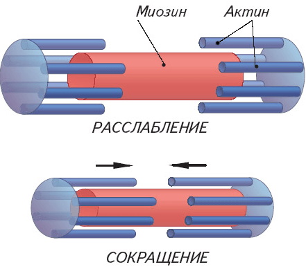 Механизм мышечного сокращения. Физиология, схема