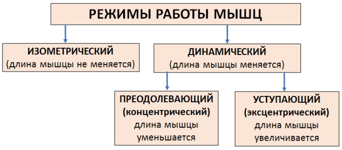 Механизм мышечного сокращения. Физиология, схема