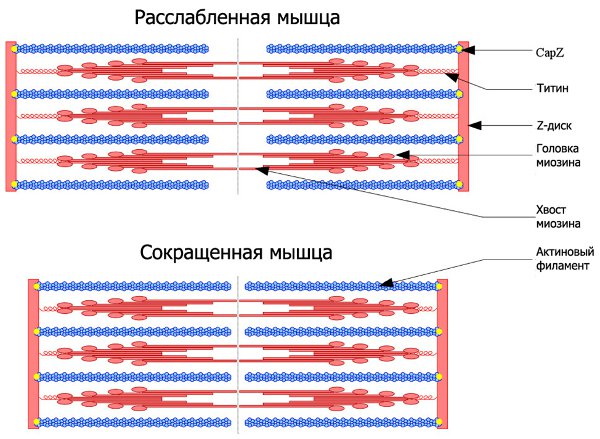 Механизм мышечного сокращения. Физиология, схема