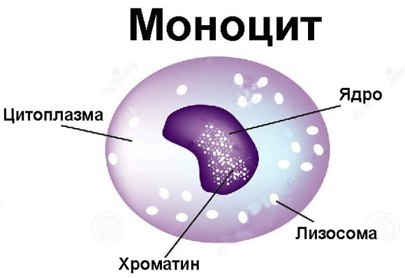 Моноцитоз в крови. Что это такое, причины, лечение у взрослых