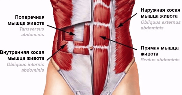 Наружные косые мышцы живота. Функции, анатомия, болит, растяжение, спазм