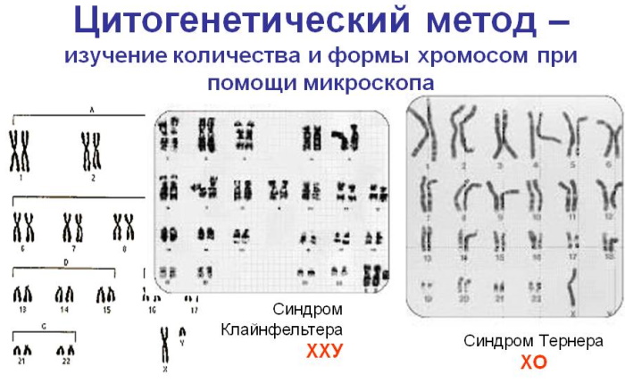 Наследственность человека в биологии. Что это такое, генетика, x y хромосомы, виды