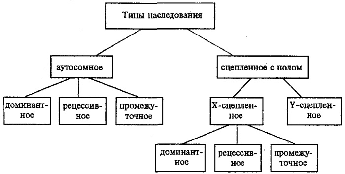 Наследственность человека в биологии. Что это такое, генетика, x y хромосомы, виды