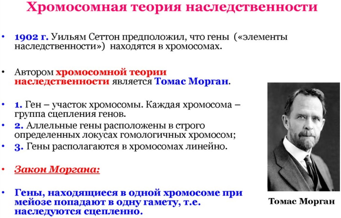 Наследственность человека в биологии. Что это такое, генетика, x y хромосомы, виды