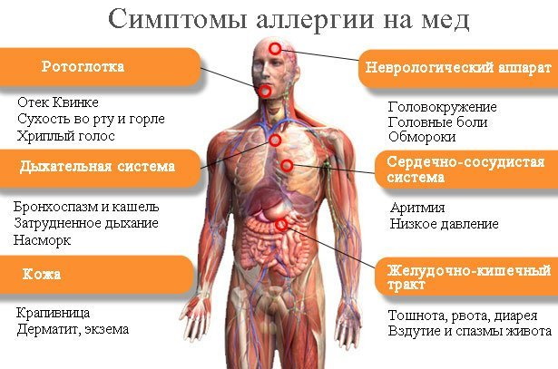 Перга пчелиная пыльца. Польза и вред, лечебные свойства для здоровья