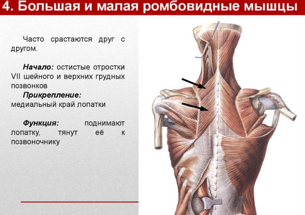 Поверхностные и глубокие мышцы спины. Анатомия, функции