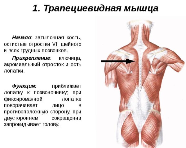 Поверхностные и глубокие мышцы спины. Анатомия, функции