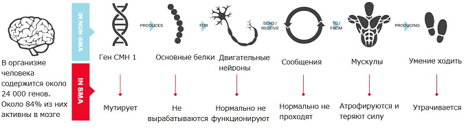 Спинальная мышечная атрофия презентация