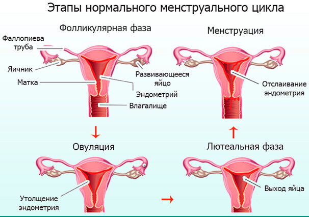 Таблетки для восстановления менструационного цикла