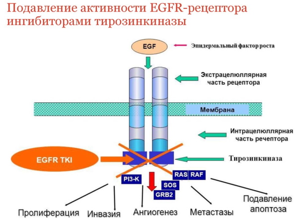 Тагриссо осимертиниб (tagrisso osimertinib). Инструкция по применению .