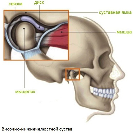 Височно-нижнечелюстной сустав. Анатомия, строение, функции, лечение