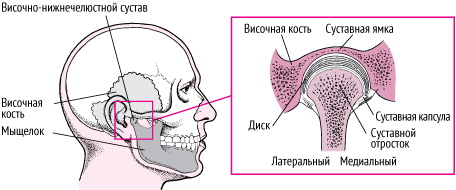 Височно-нижнечелюстной сустав. Анатомия, строение, функции, лечение