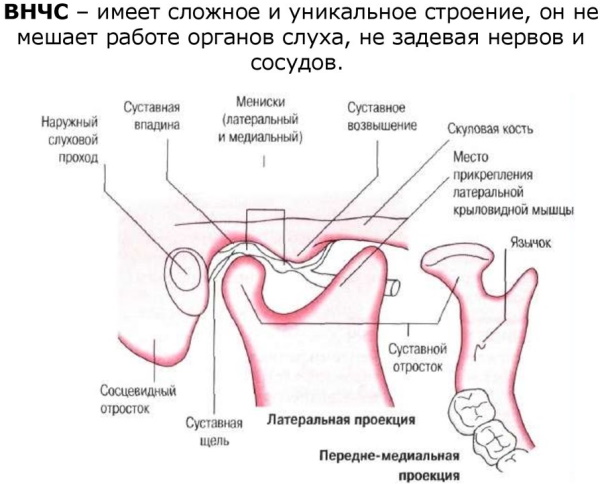 Височно-нижнечелюстной сустав. Анатомия, строение, функции, лечение