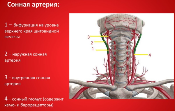 Внутренняя сонная артерия. Анатомия, ветви, схема