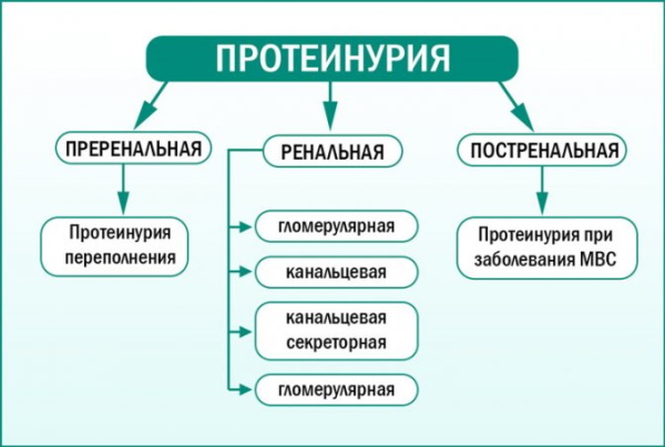 Белок в моче у ребенка. Что это значит, норма, повышен, причины