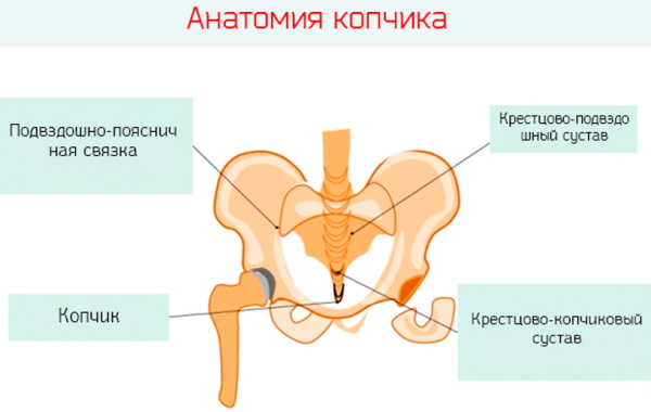 Болит копчик при беременности в 1-2-3 триместре. Причины, что делать