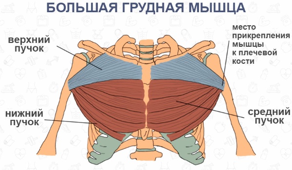 Большая грудная мышца. Анатомия, к чему прикрепляется, функции