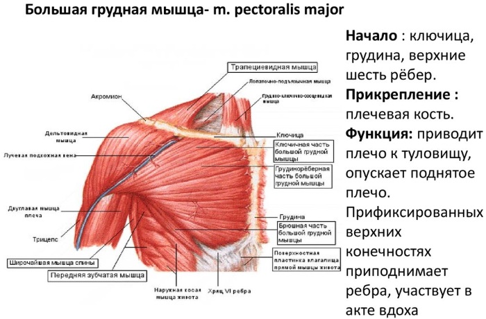 Грудная мышца у мужчин фото