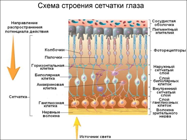 Человеческий глаз. Угол обзора, строение, анатомия, устройство