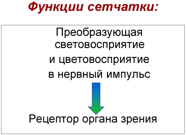 Человеческий глаз. Угол обзора, строение, анатомия, устройство