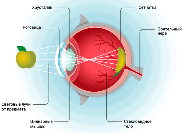 Человеческий глаз. Угол обзора, строение, анатомия, устройство