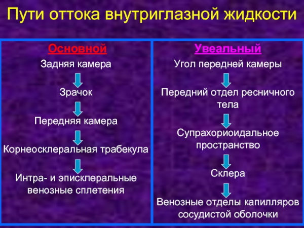 Человеческий глаз. Угол обзора, строение, анатомия, устройство