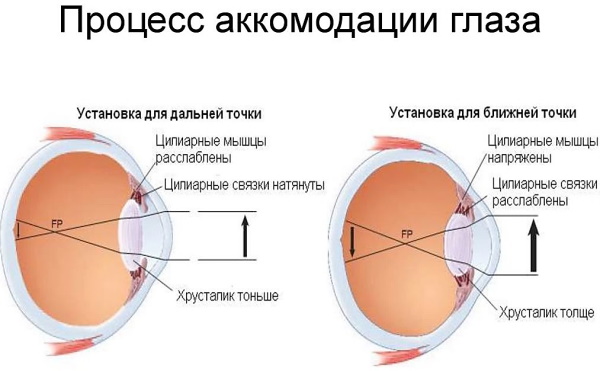 Человеческий глаз. Угол обзора, строение, анатомия, устройство