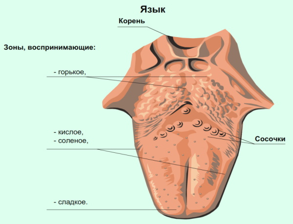 Корень языка. Где находится, схема, какой воспринимает вкус, как болит
