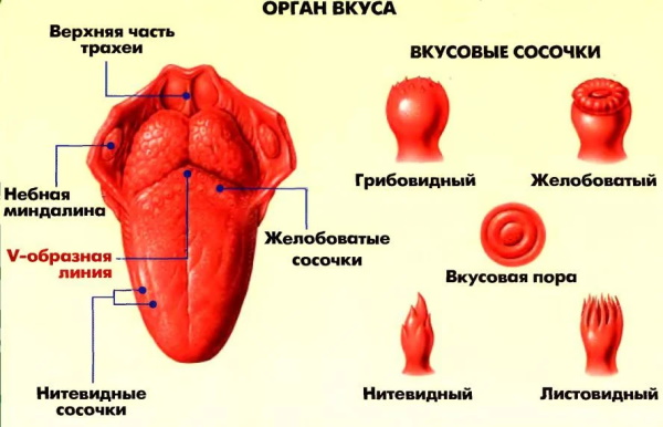 Корень языка. Где находится, схема, какой воспринимает вкус, как болит