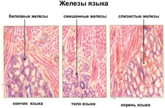 Где находится корень языка у кошки фото