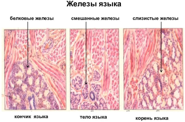 Корень языка. Где находится, схема, какой воспринимает вкус, как болит