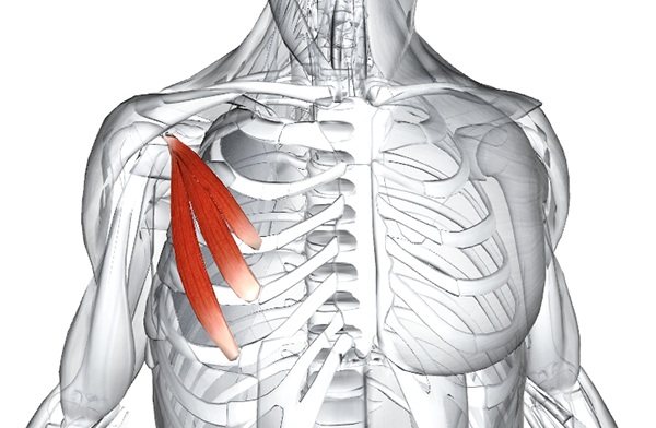 Малая грудная мышца. Анатомия, функции, упражнения, синдром