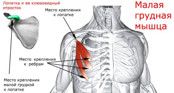 Грудная мышца у мужчин фото