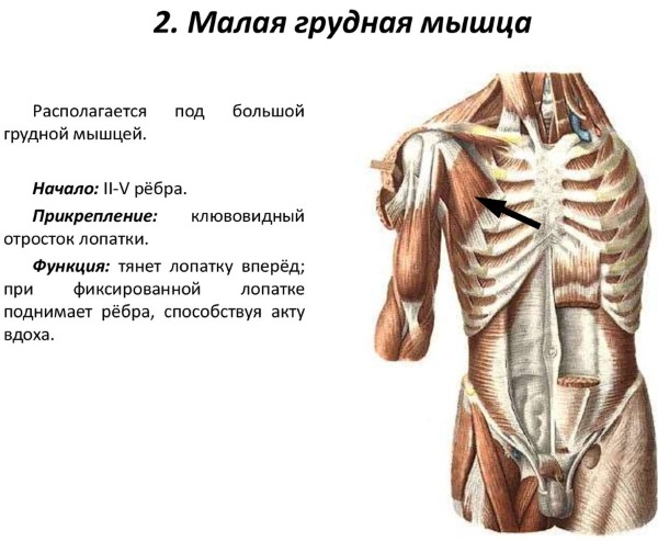 Грудная мышца у мужчин фото