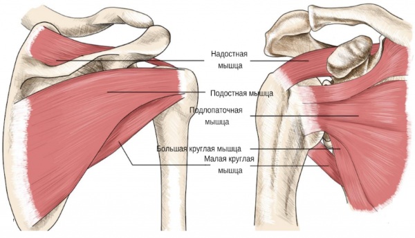 Малая круглая мышца плеча. Анатомия, функции, болит, симптомы, как лечить