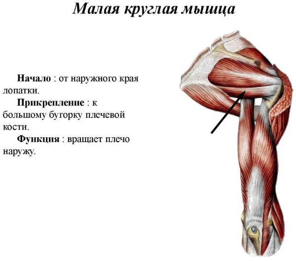 Малая круглая мышца плеча. Анатомия, функции, болит, симптомы, как лечить