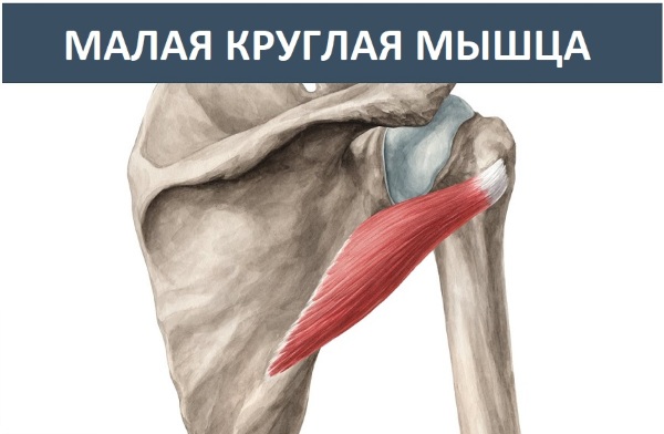 Малая круглая мышца плеча. Анатомия, функции, болит, симптомы, как лечить